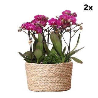 Kolibri Orchids | 2 stuks | paarse plantenset in Reed basket incl. waterreservoir | drie paarse orchideeën en drie groene planten | Jungle Bouquet paarse met zelfvoorzienend waterreservoir