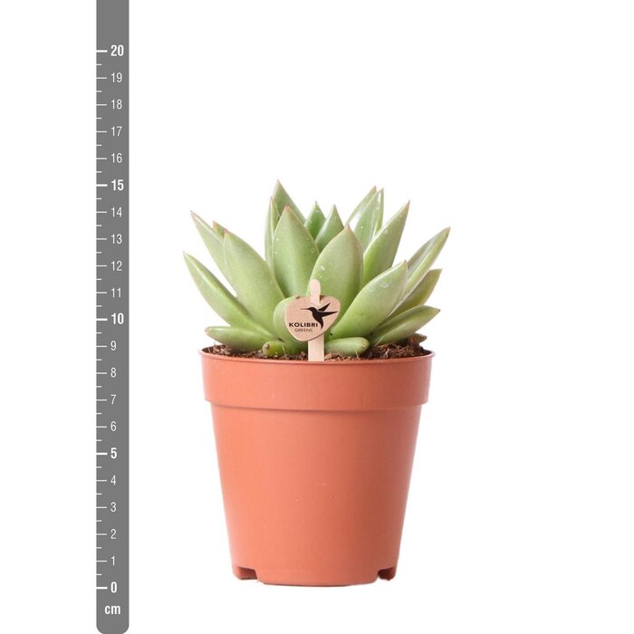 Kolibri Greens | Groene plant - Succulent Echeveria Miranda - groene kamerplant - vers van de kweker - Ø9cm