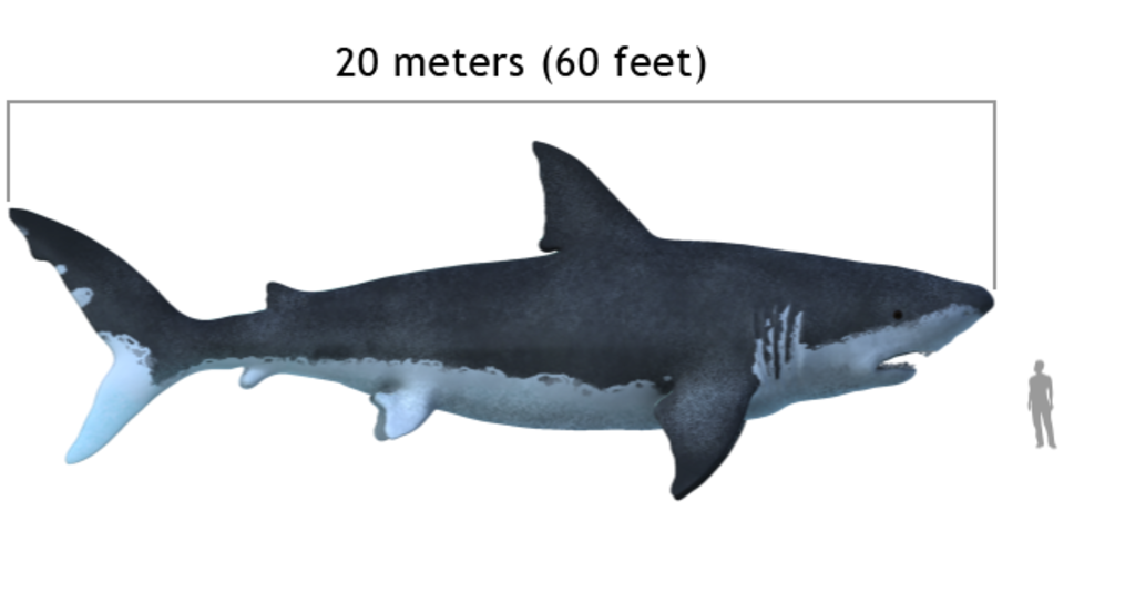 Is de Megalodon uitgestorven? 