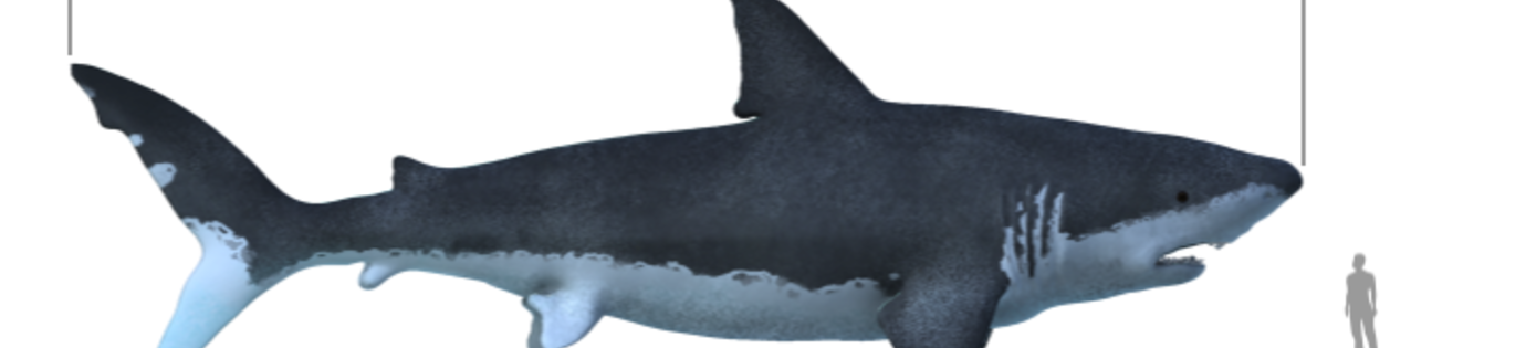 Is de Megalodon uitgestorven? 