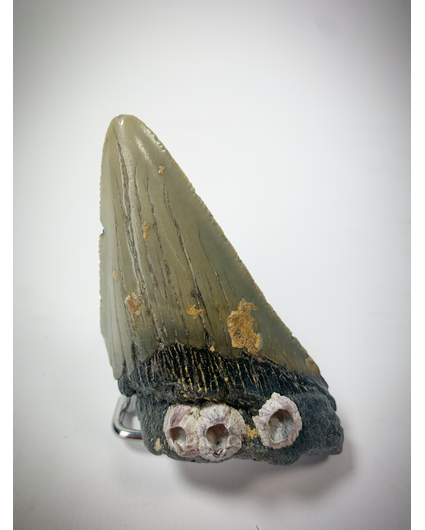 Dent de Megalodon (US) - 7,9 cm