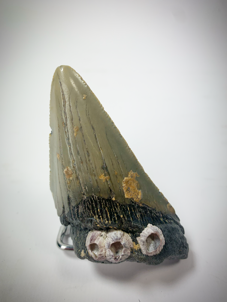 'Grijze' Megalodon tand (VS) - 7,9 cm (3,11 inch)