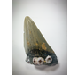 Megalodon tooth (US) - 7.9 cm