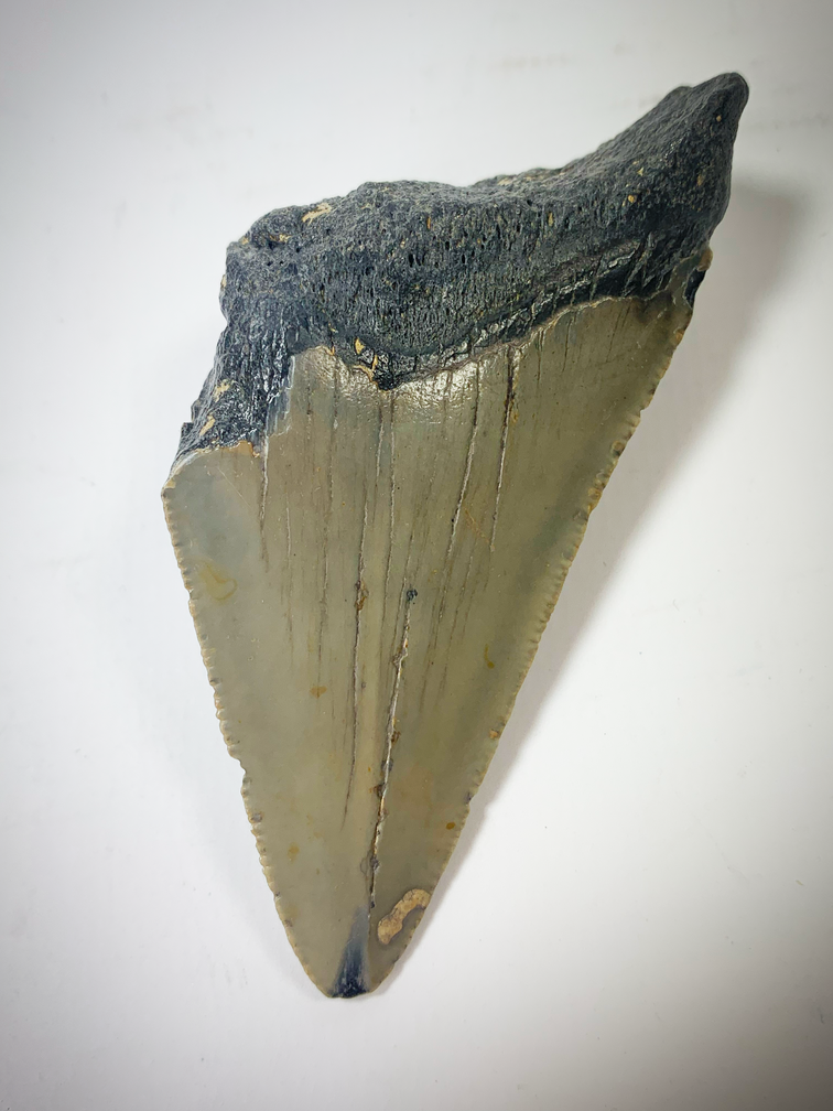 'Grigio' Dente di Megalodon (USA) - 7,9 cm (3,11 inch)