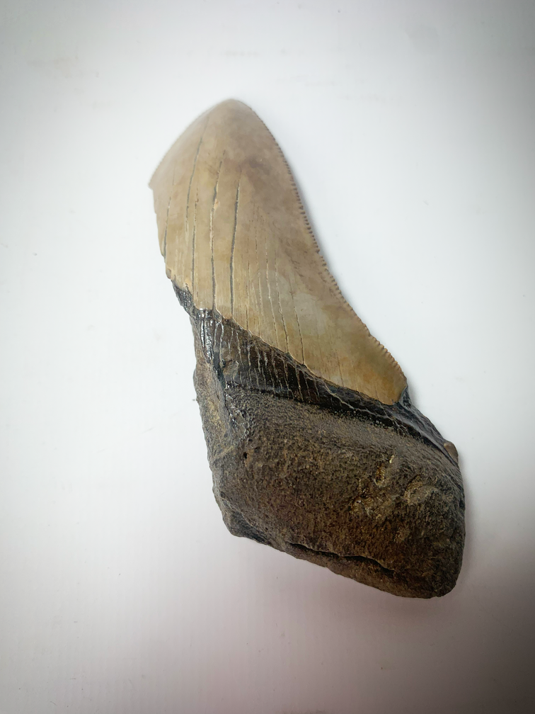 'Bruine' Megalodon tand (VS) - 9,6 cm (3,78 inch)