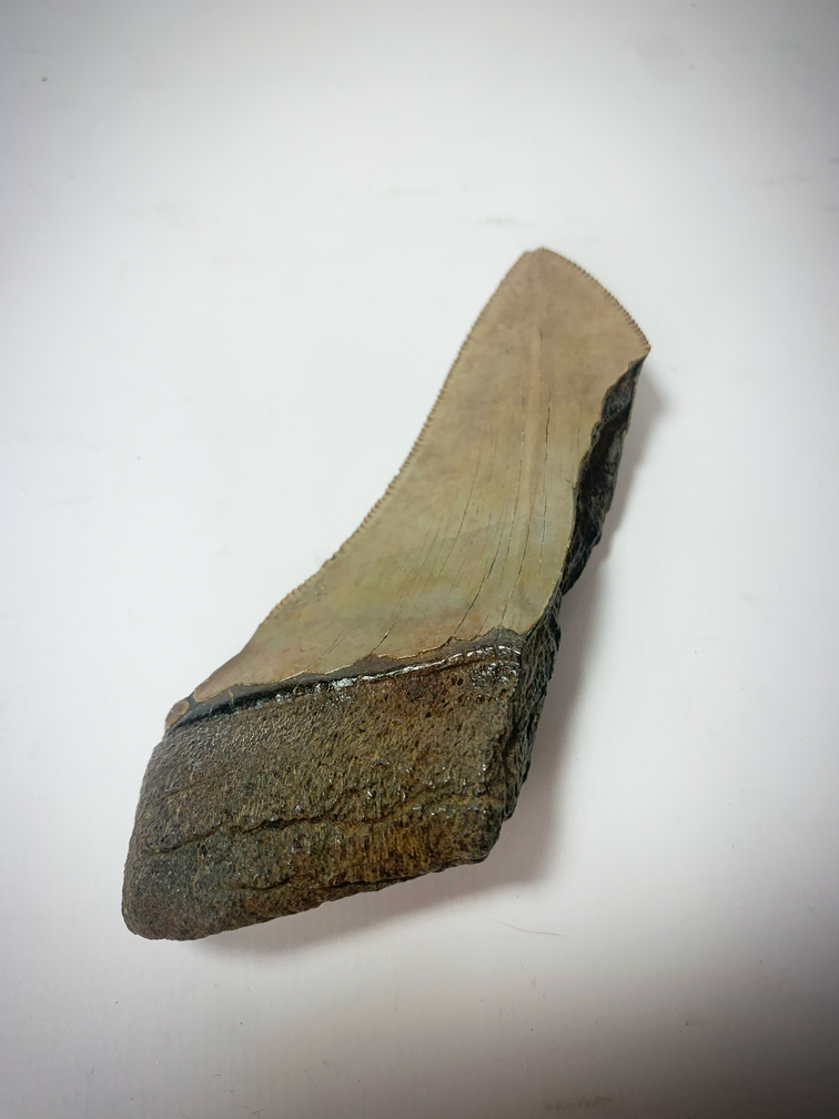 'Braun' Megalodon-Zahn (US) - 9,6 cm (3,78 inch)