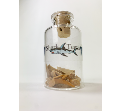 Bottle with Brown Shark Teeth