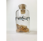 Bottle with Brown Shark Teeth