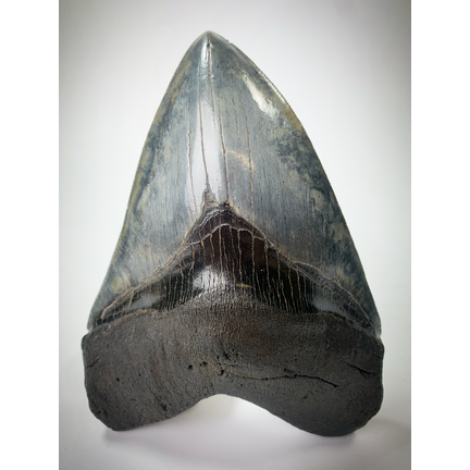 Megalodon teeth now at a discount: take your chance.