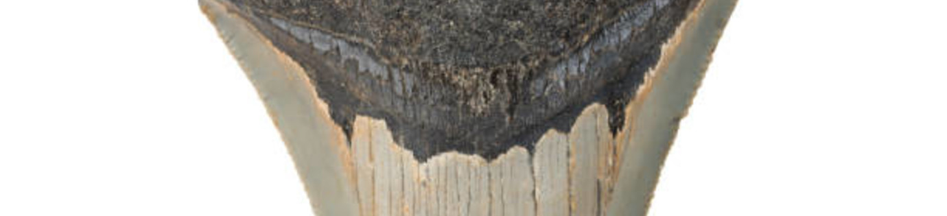 Hoe krachtig is de beet van een Megalodon?