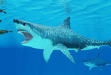 Hoe zwaar was de Megalodon