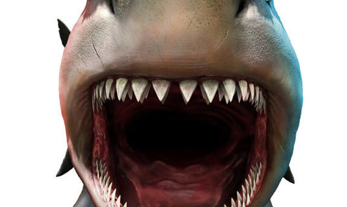 Hoe groot was de Megalodon?