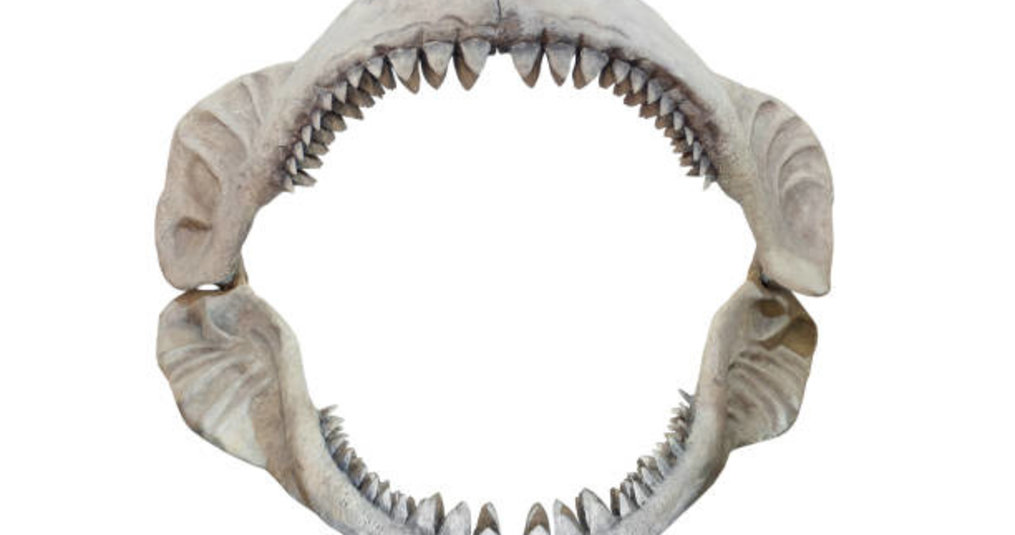 Hoe oud werd een Megalodon?