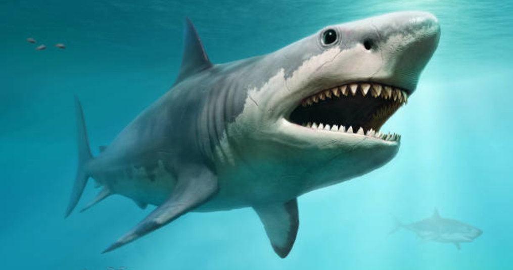 How did the Megalodon originate?