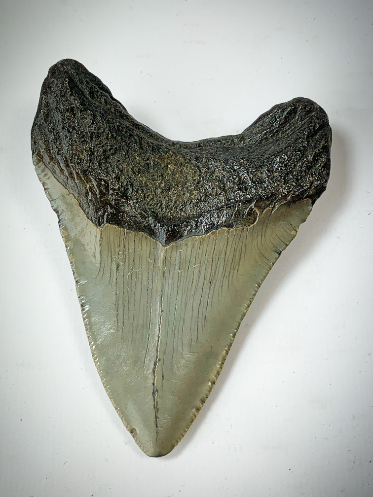 'Brown' Megalodon tooth (US) - 8.9 cm (3,50 inch)