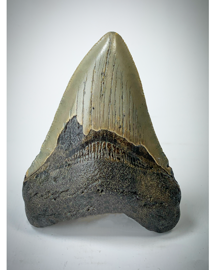 'Bruine' Megalodon tand (VS) - 8,9 cm (3,50 inch)