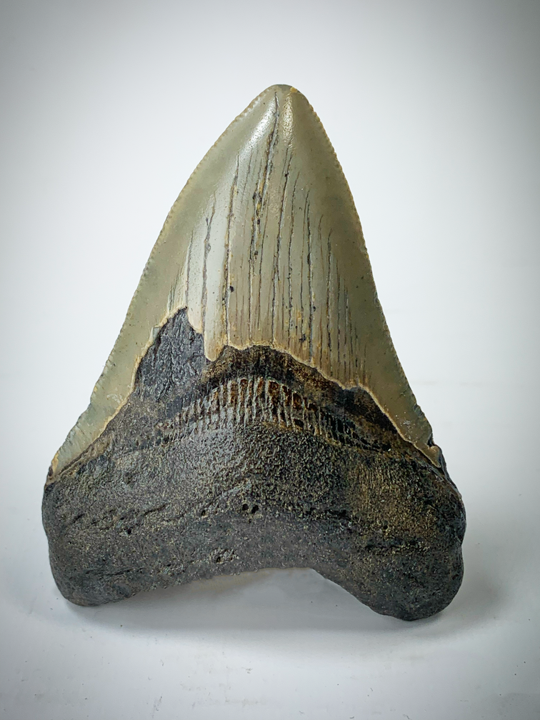 "Marrone" Dente di Megalodon (USA) - 8,9 cm (3,50 inch)