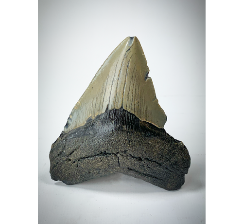 'Braun' Megalodon-Zahn (US) - 8,7 cm (3,43 inch)
