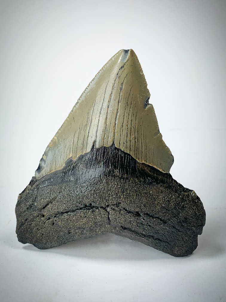 "Marrone" Dente di Megalodon (USA) - 8,7 cm (3,43 inch)