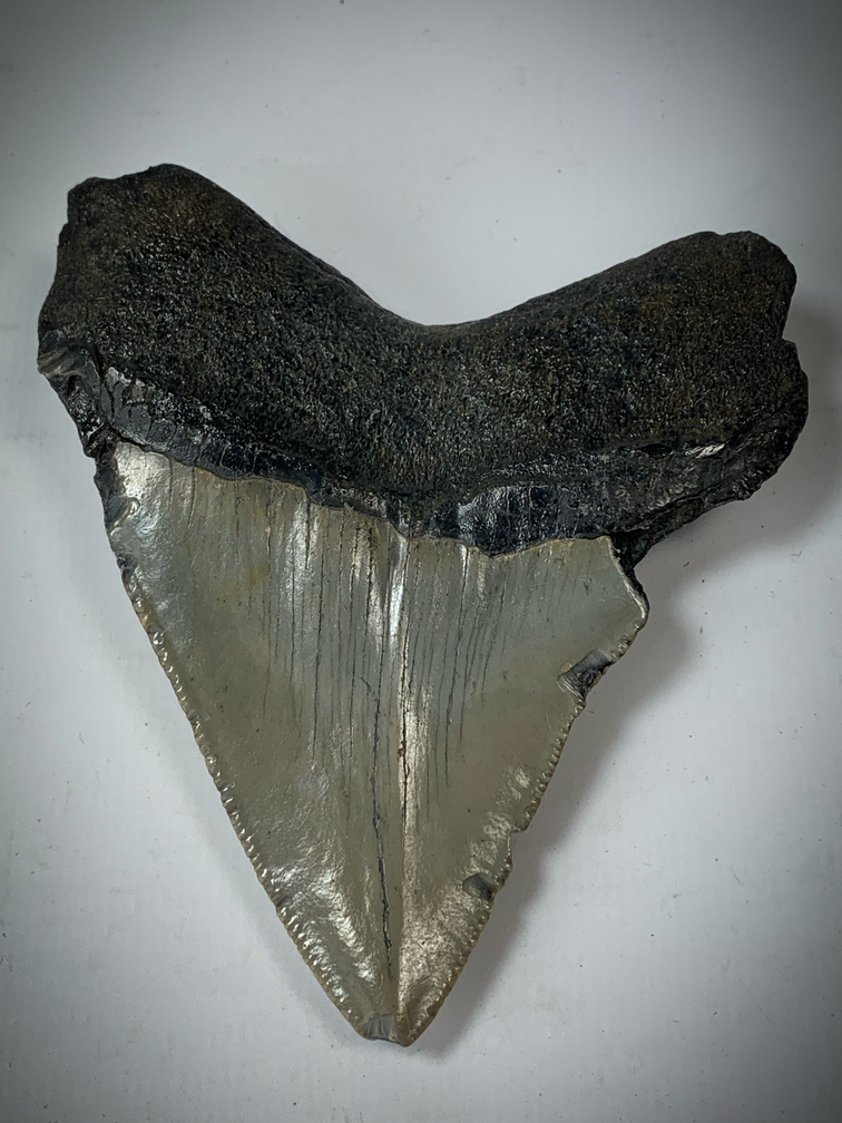 'Braun' Megalodon-Zahn (US) - 8,7 cm (3,43 inch)