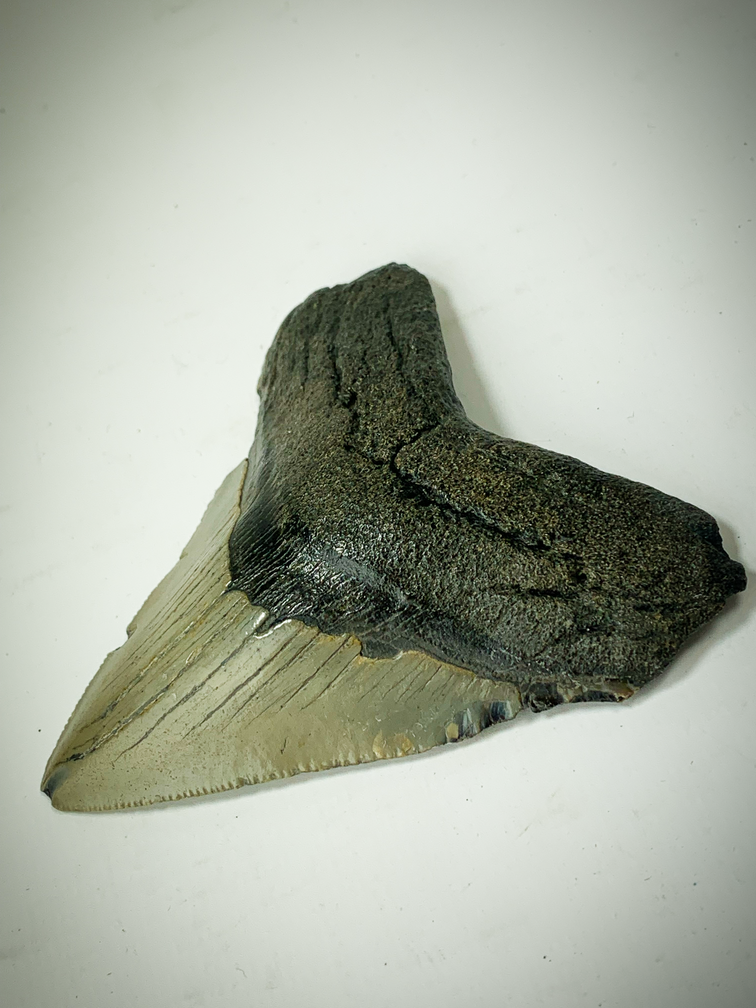 'Brown' Megalodon tooth (US) - 8.7 cm (3,43 inch)