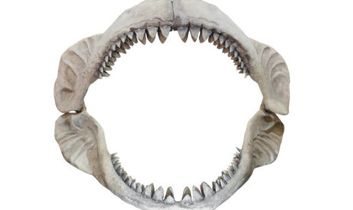 Quel âge avait un Megalodon ?