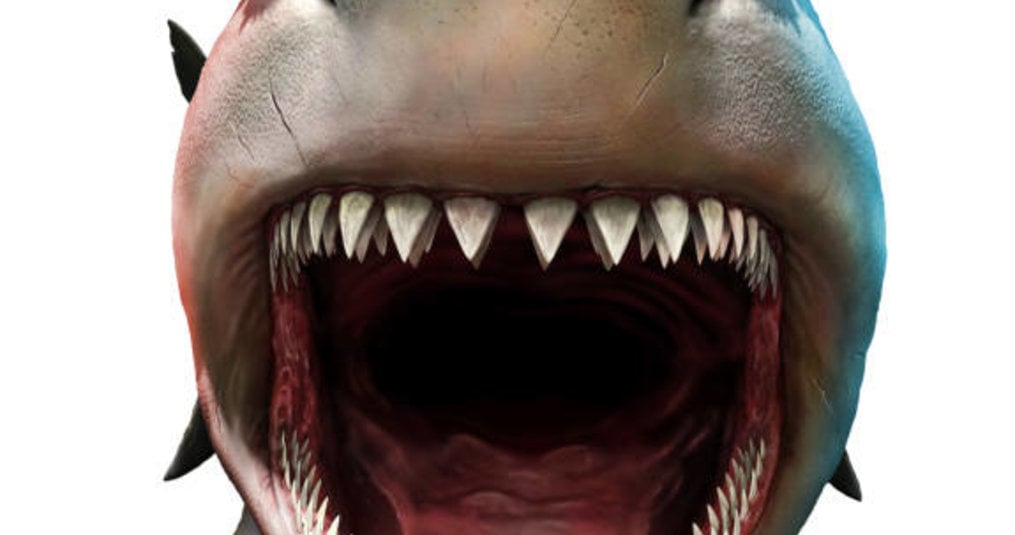 Quelle est la taille du Megalodon ?