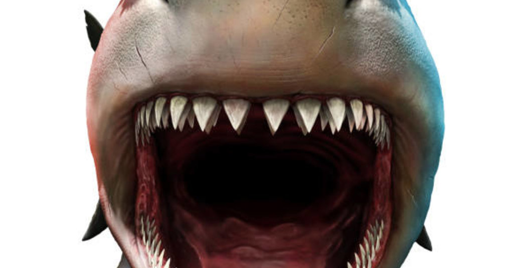 Quanto è grande il Megalodon?