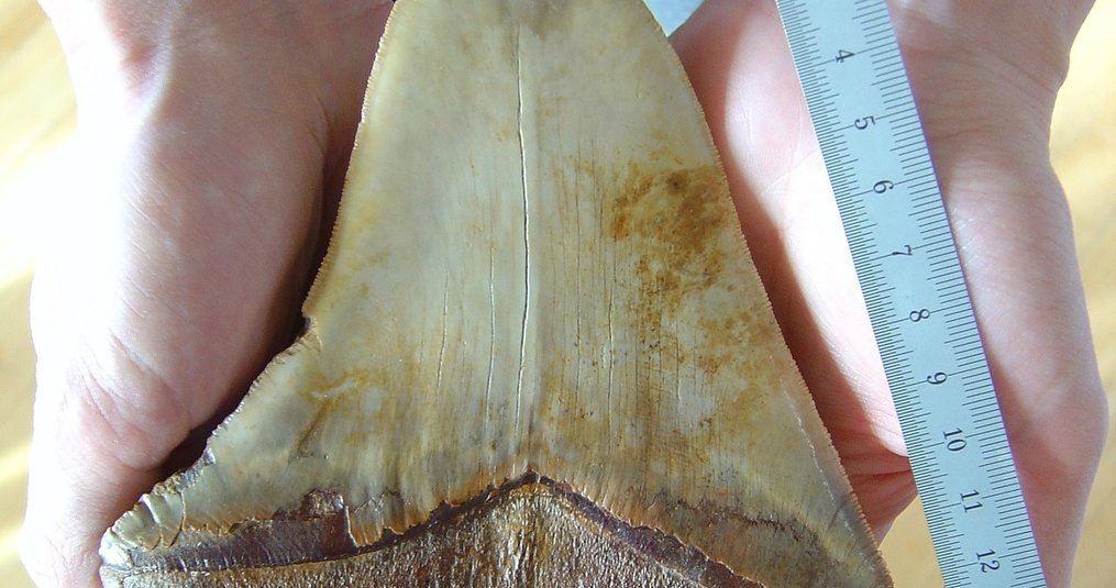 Combien de dents avait l'O. Megalodon ? 