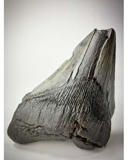 'Black' Megalodon tooth (US) - 13,4 cm (5.28 inch) | 90% tooth