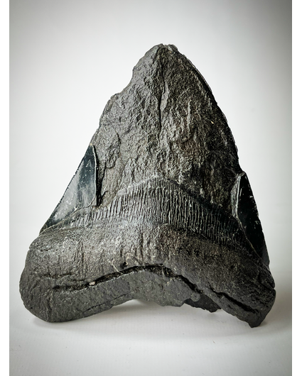 'Black' Megalodon tooth (US) - 12,8 cm (5,04 inch) | 90% tooth
