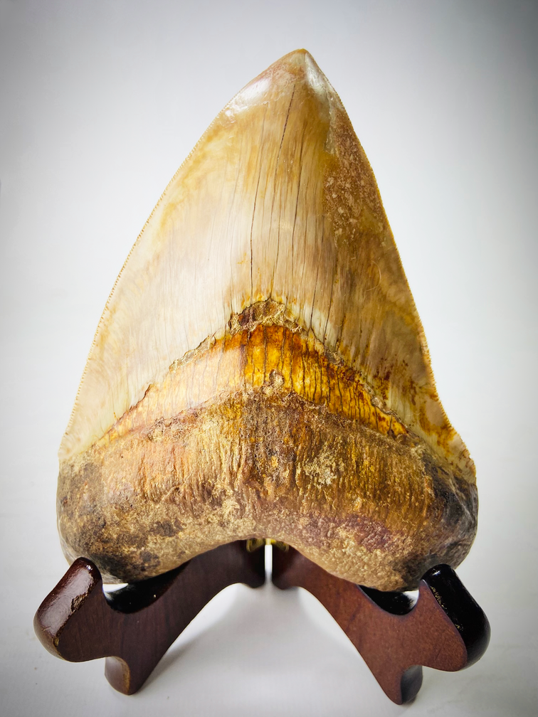 "Negra" exhibición clásica para los dientes de Megalodón