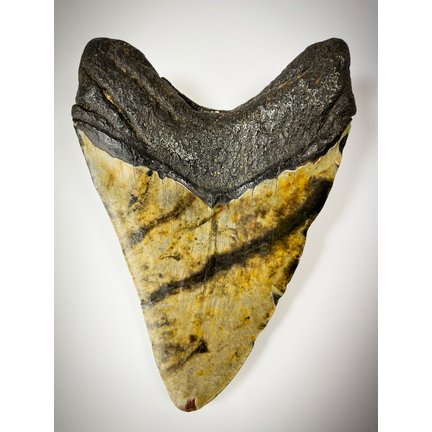 I 15 migliori denti di Megalodon