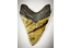 Top 15 Megalodon teeth