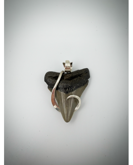 Megalodon-Zahn 'schmuck' (USA) - 4.6 cm (1,81 inch)