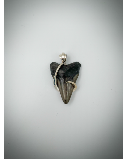 Megalodon tooth 'jewellery' (USA) - 4.5 cm (1,77 inch)