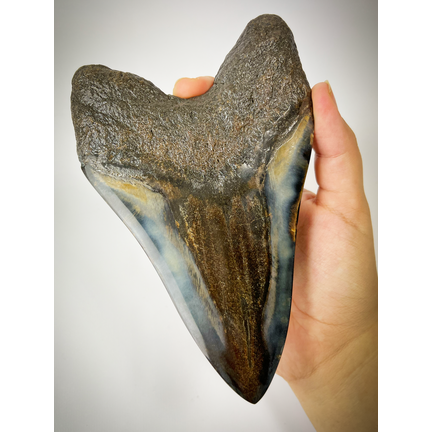 Megalodon teeth