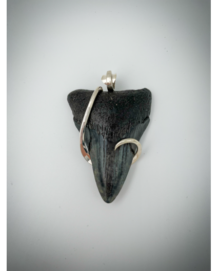 Megalodon tooth 'jewellery' (USA) - 6,1 cm (2,40 inch)