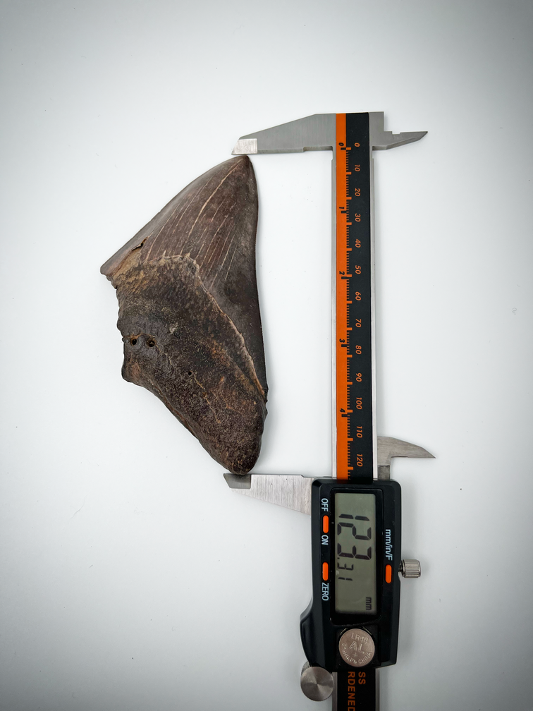 'Grigio e marrone' Dente di Megalodon 'The Jurassic'  (USA) - 12,3 cm (4,84 inch)