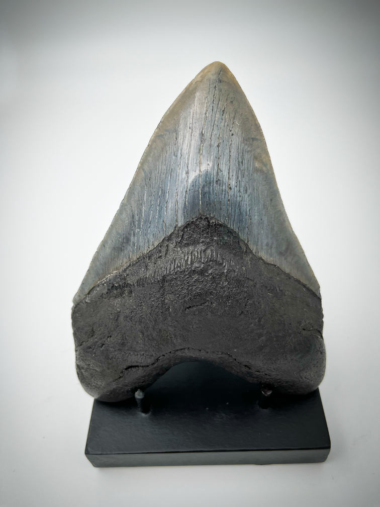 Moderne zwarte display voor Megalodon tanden