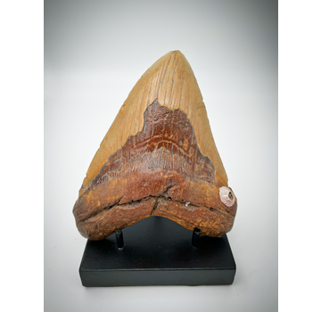 Modern black display for Megalodon teeth