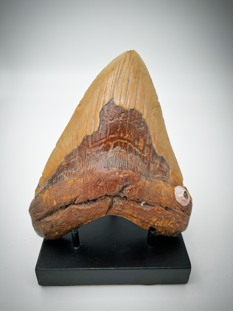 Modern black display for Megalodon teeth