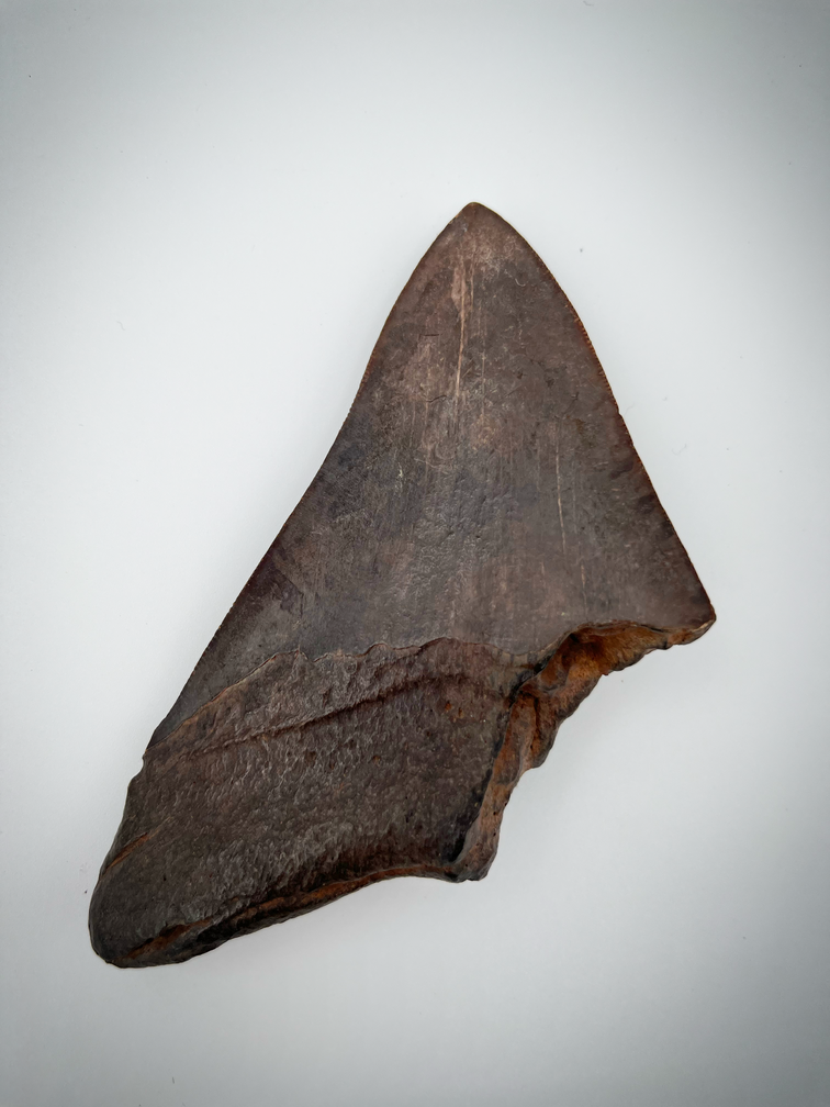 'Grey and brown' Megalodon tooth 'The Jurassic'  (US) - 12.3 cm (4.84 inch)