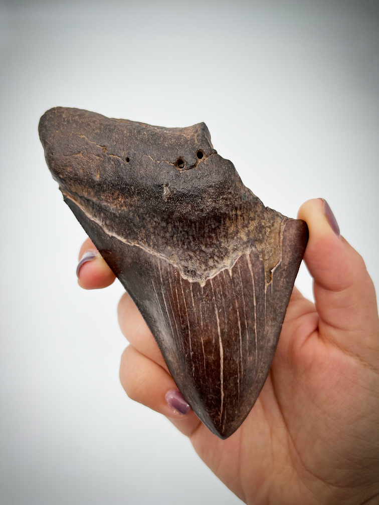 Dente di Megalodon 'The Jurassic'  (USA) - 12,3 cm