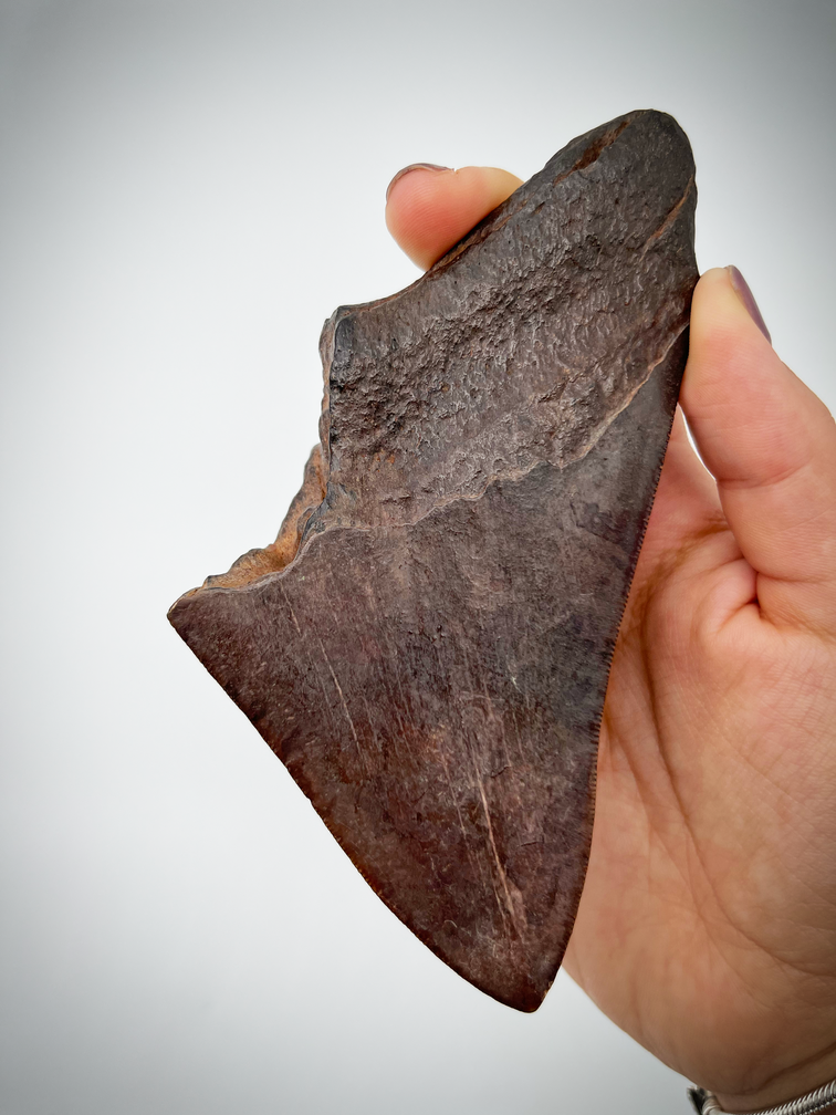 'Grijze en bruine' Megalodon tand 'The Jurassic'  (VS) - 12,3 cm (4,84 inch)