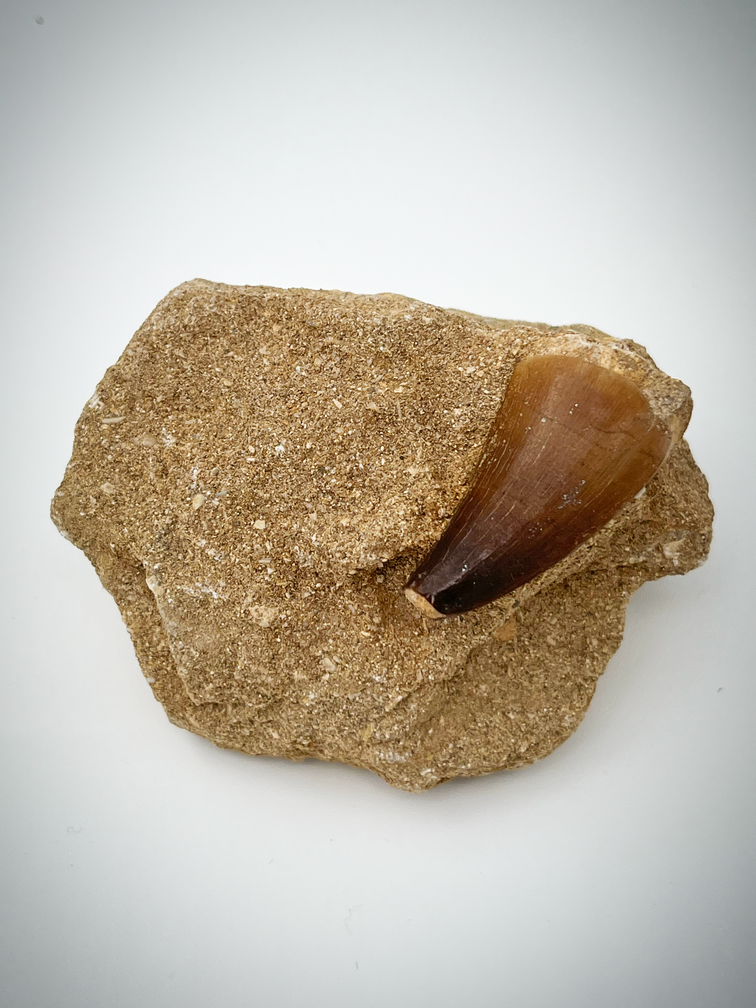 'Brown' Mosasaur tooth in Matrix - 4,1 cm (1,61 inch)
