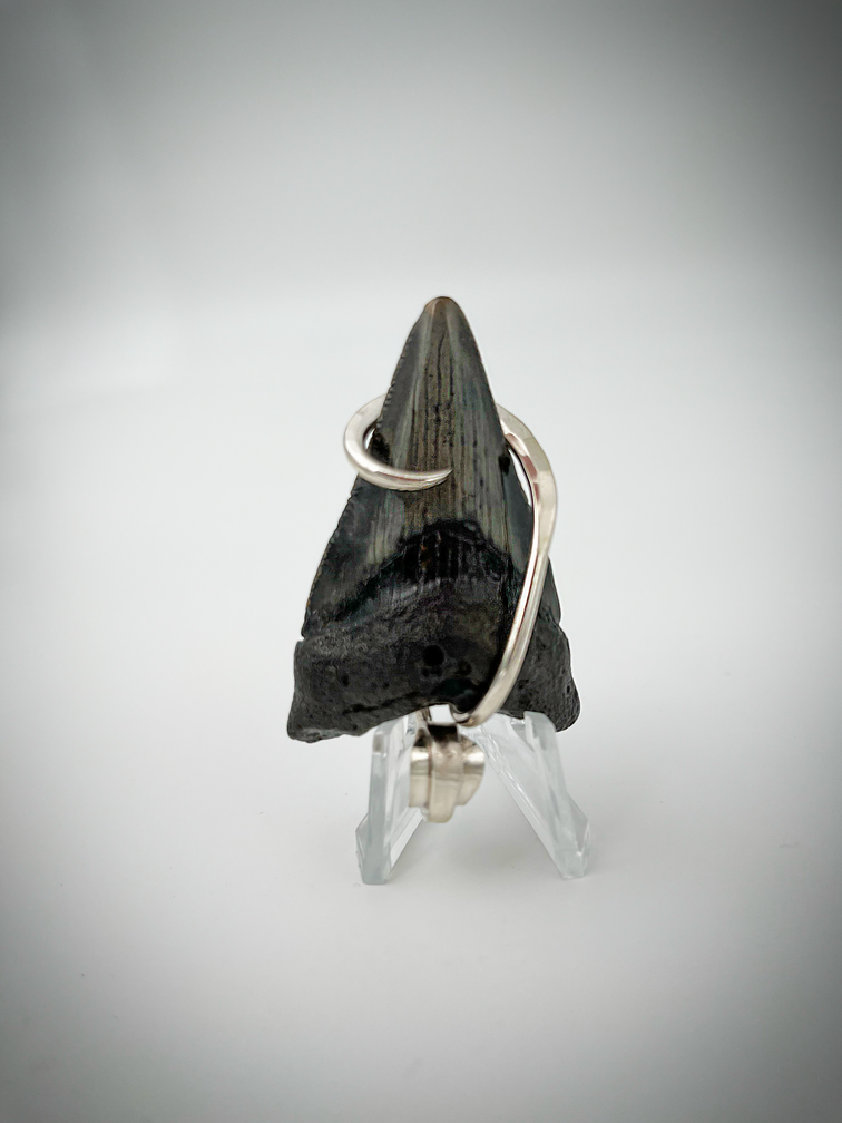 Megalodon tooth 'jewellery' (USA) - 4,9 cm (1,93 inch)
