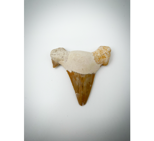 'Brown' Otodus Obliquus tooth (US) - 5,9 cm (2,32 inch)