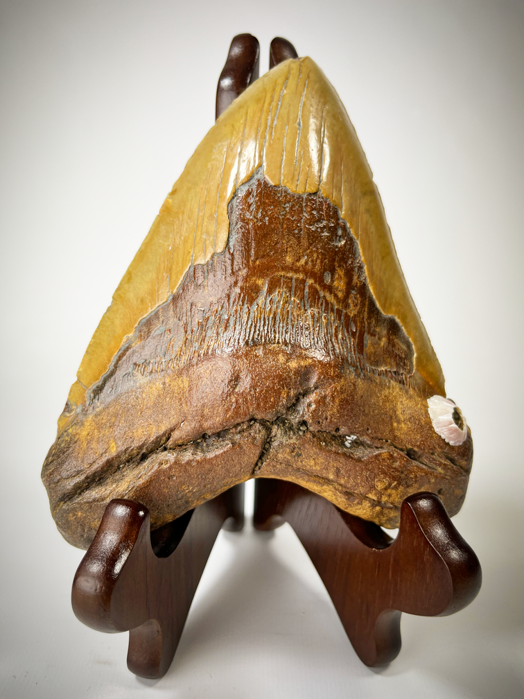 'Brown' Classic wooden display for Megalodon teeth