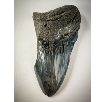 Dente di Megalodon 'The Legion' (USA) - 12,4 cm - 75% dente